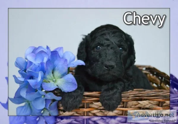 Chevy Male Standard Poodle