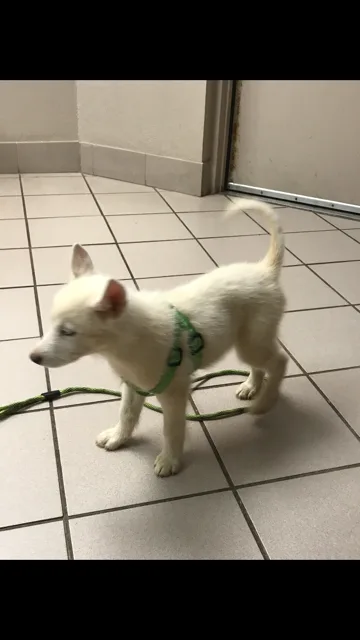 Alaskan white husky