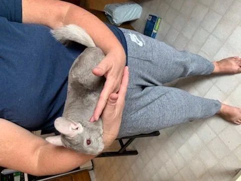 Chinchillas