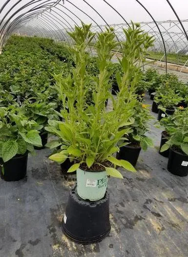 Buy Glitters Like Gold Black-Eyed Susan Plant - 8 Inch Pot