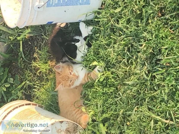 Free Kittens to good home
