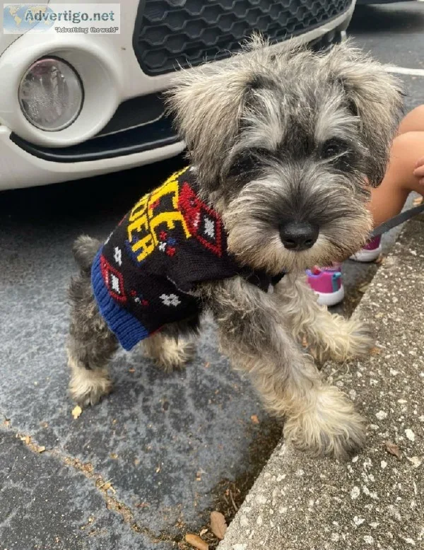 Mini Schnauzer (Salt and Pepper)(PUPPY) 3 meses