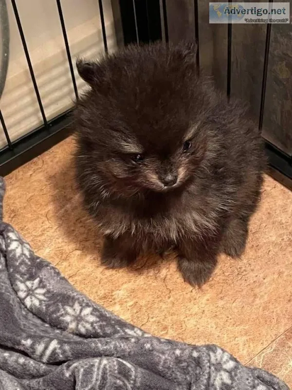 TINY BLACK AND TAN POMERANIAN PUPPY