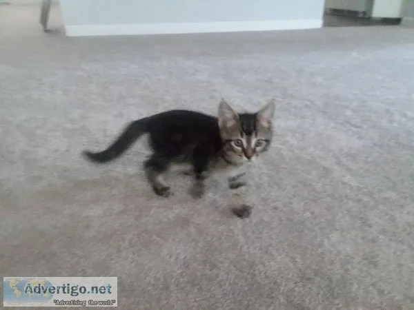 Free Kittens