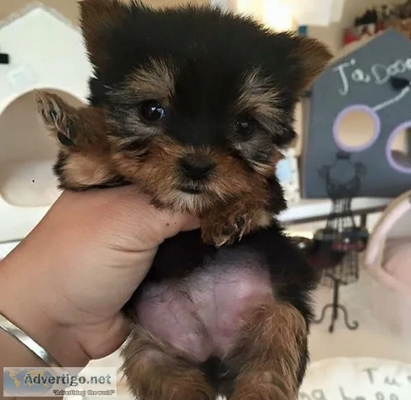 5 top cute Puppies Available