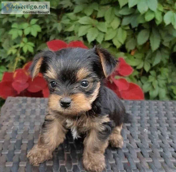 female yorkie puppies available