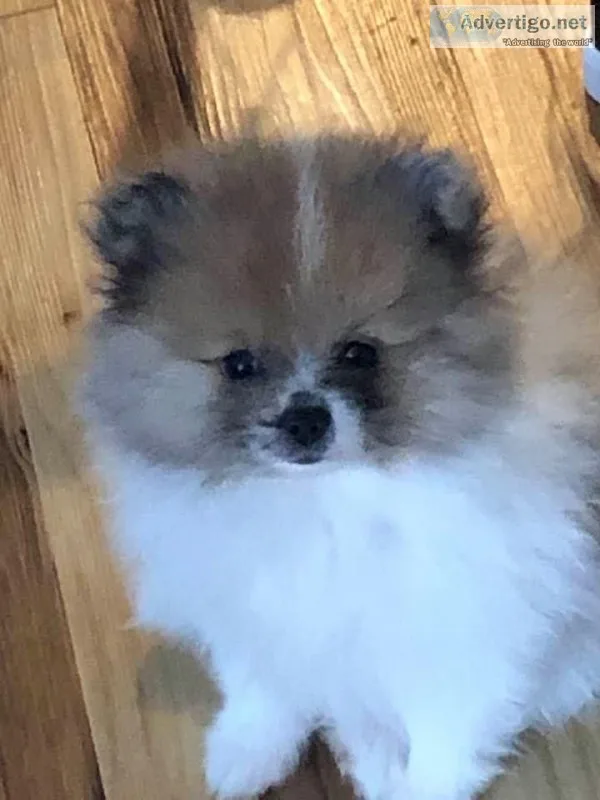 TEDDY BEAR MALE POMERANIAN PUPPY