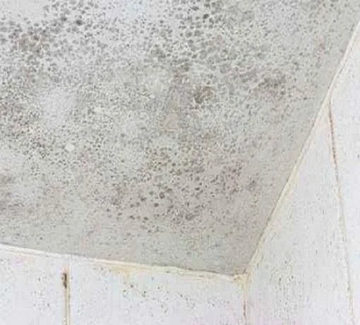 Mold Remediation Cost