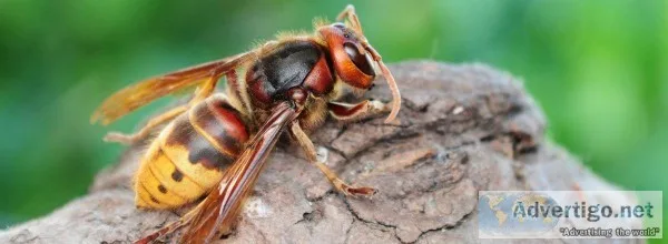 Professional Hornets Control Service in Colorado Springs
