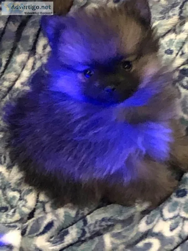 TEDDY BEAR MALE POMERANIAN PUPPY