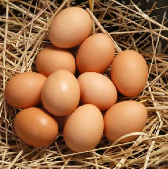 Farm Fresh Eggs for Sale 3.50 Dozen in  Lithia-Pinecrest Area