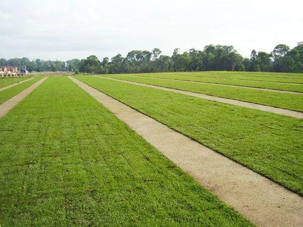 Turf Suppliers Sydney  Affordable Artificial Turf