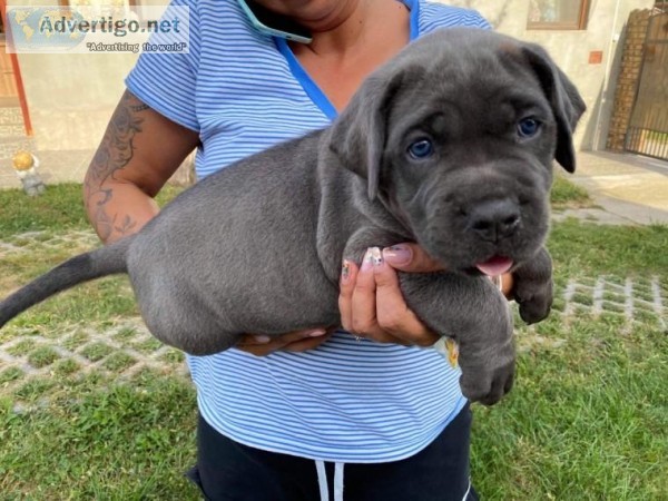 Home Raised Cane corso Puppies Ready