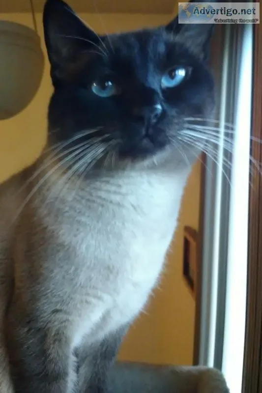 Amazing siamese stud service