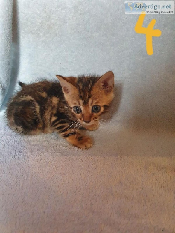 beautiful bengal kittens litter