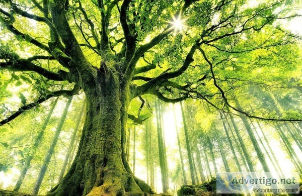 Learn Some Tree Care Myths Here