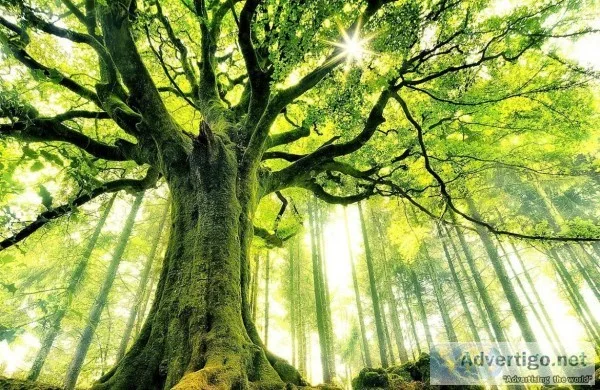 Learn Some Tree Care Myths Here