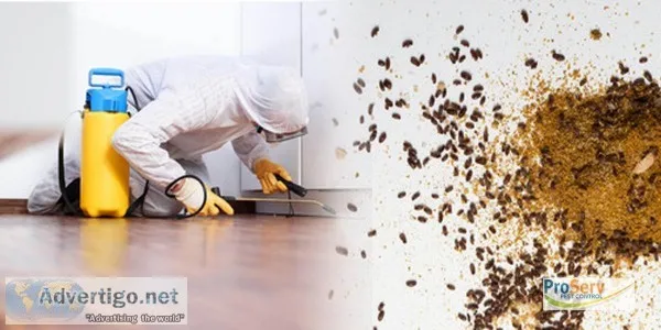 Household pest control Singapore