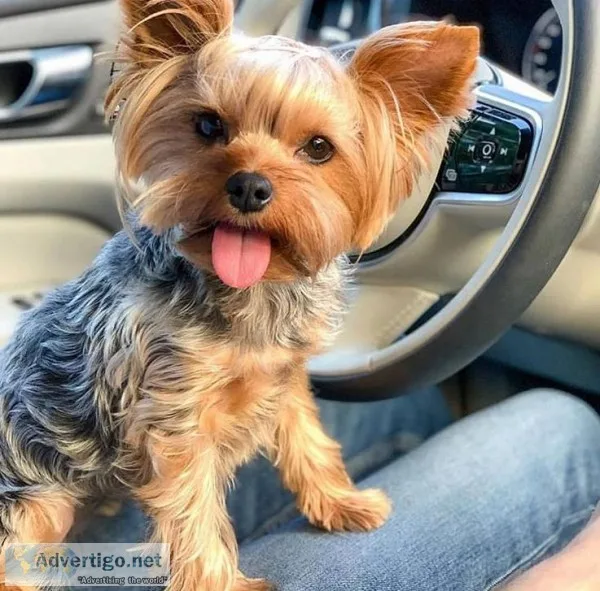 yorkie male and female fo