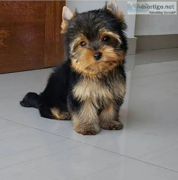 Adorable Tiny Teacup Yorkie puppies available
