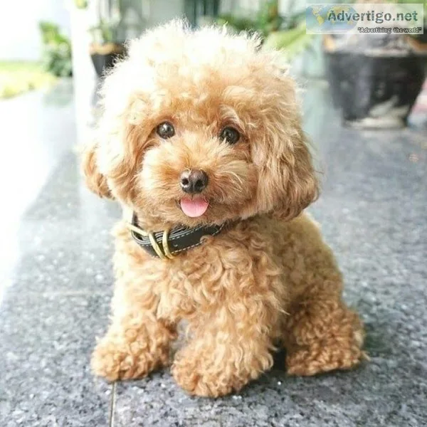 Golden doodle puppies