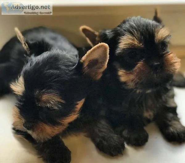 rehoming yorkie puppies avaliable