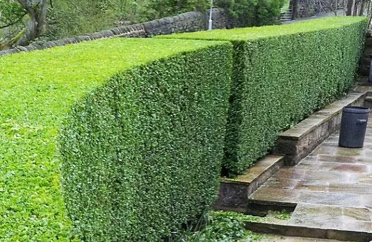 Get Auckland Lawn Mowing Services  Kleencut Lawns