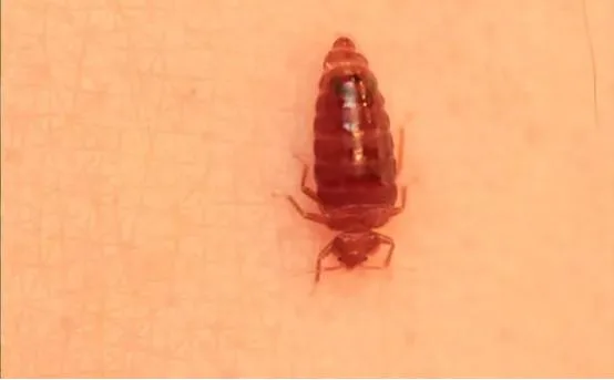 Best Termite Treatment Sydney  Qpms.com.au