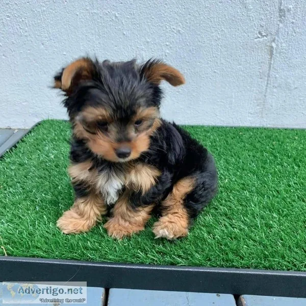 yorkie male and female for salea