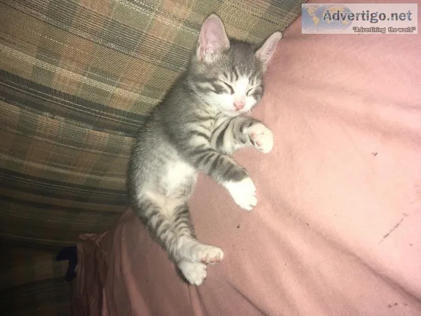 3 kittens 7 weeks old