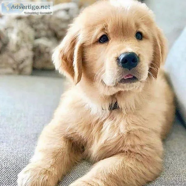 Golden Retriever Puppies