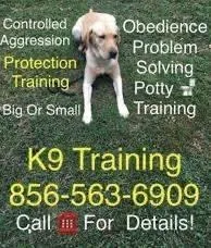 Obediencia Problem Dogs