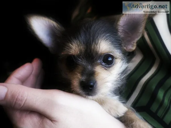 Puppies