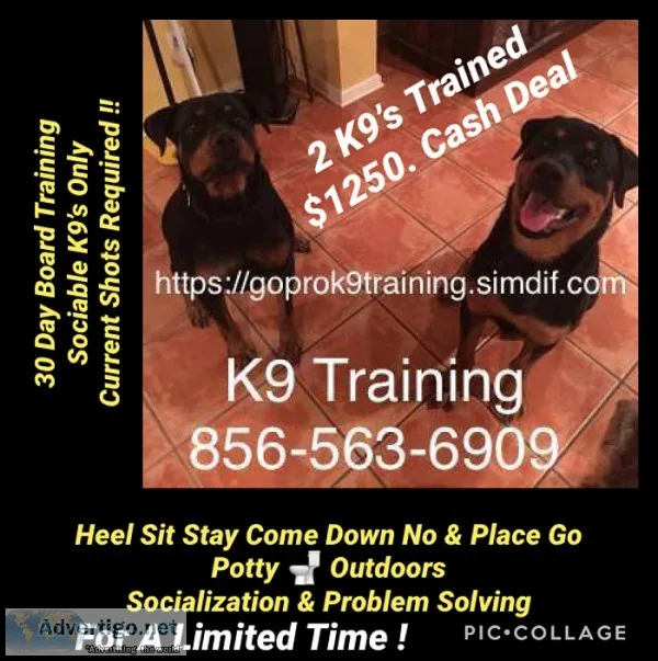 A 2 doggg training