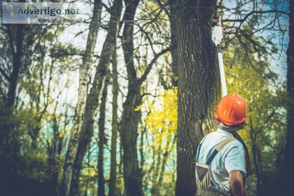 Avail Tree Removal and Maintenance Services