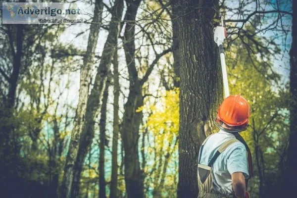 Avail Tree Removal and Maintenance Services