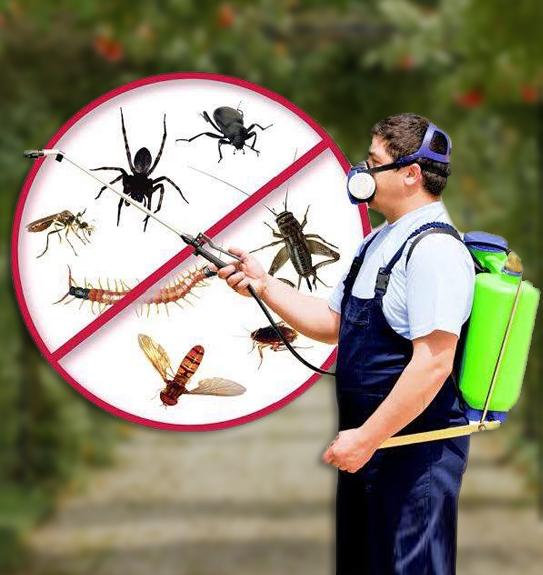 Best Pest Control Services in Delhi-NCR