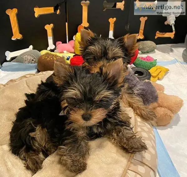 Purebreed Yorkie Puppies For Loving Home