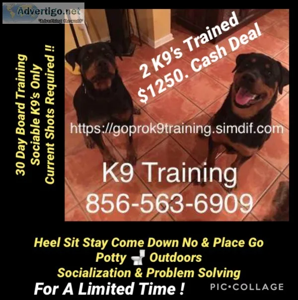 Dog training obedience and more