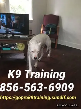 Complete canine control