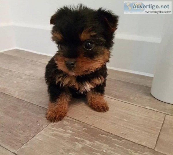 yorkie male and female for sale