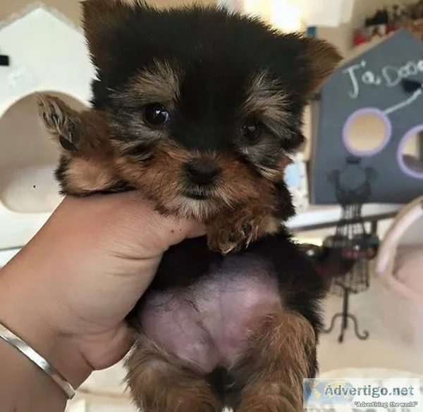 Cute Yorkie puppies