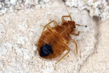Bed Bug Control Services in Michigan