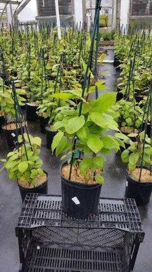 Shop for Red Beauty Hardy Kiwi Vine - 2 Gallon