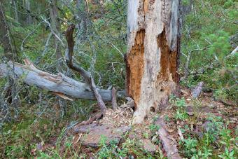 How to Tell if a Tree is Dead - Scott s Landscaping
