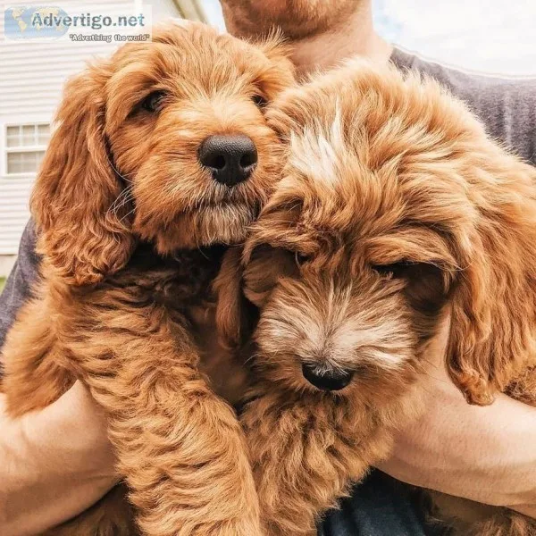 Golden doodle puppies