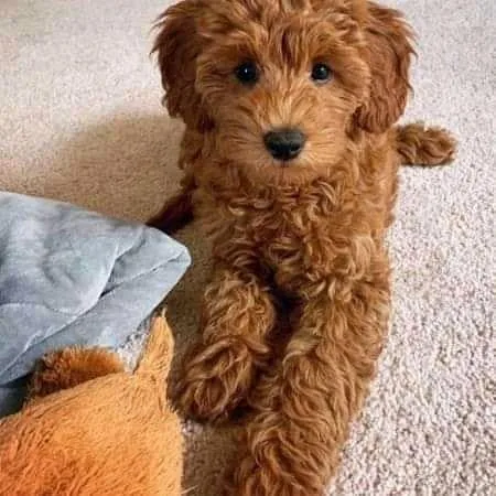 Golden doodle