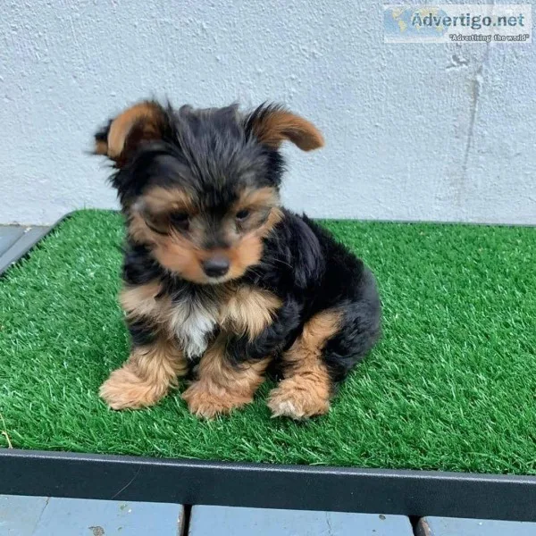 Tiny Adorable Baby Yorkie Puppy