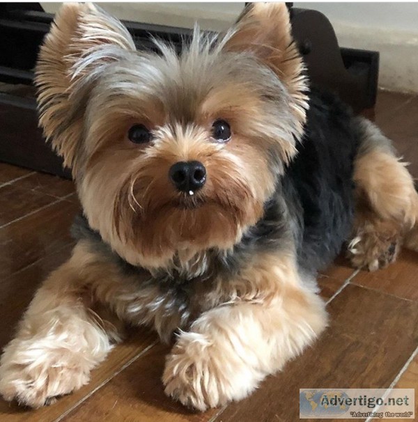 yorkie male and female for sale
