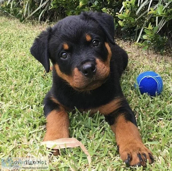 Rottweiler for a new home